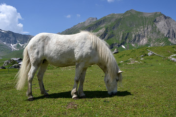 Obraz premium Schimmel auf der Alm