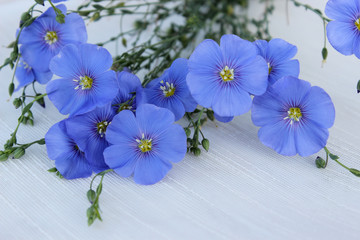 Blue flowers Linum