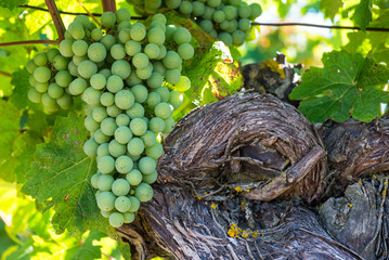 Close up of wine grapes in a vineyard 