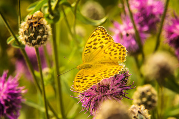 yellow butterfly sitting on pink flower