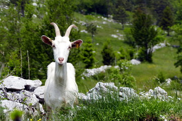 Obraz premium White goat on pasture looking at camera