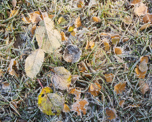 Autumn morning iced leaf texture background