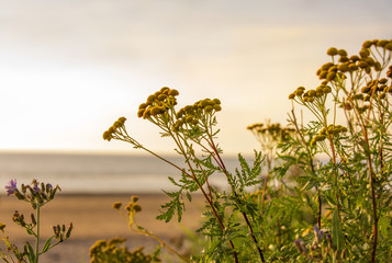 Obraz na płótnie Canvas White sea beach plants in the sunset light