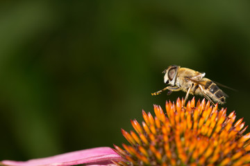 Bee on colorful flower legs up