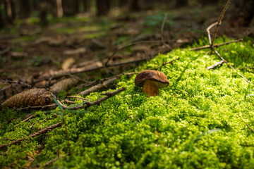 Mushroom on moss in the woods near.