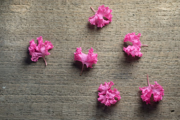 Pink petals on grunge wood background.