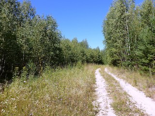 Дорога в лесу