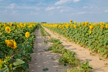 Fototapeta na wymiar A field of sunflowers bright sunny day