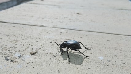 Escarabajo negro común caminando por el suelo 