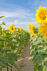A field of sunflowers bright sunny day