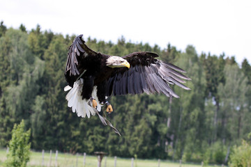 Weißkopfseeadler im Flug