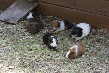 Color guinea pig in a paddock.