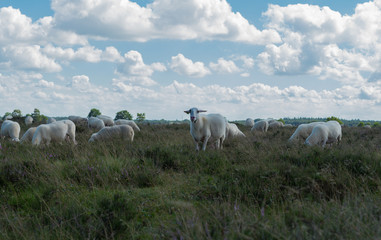 Flock of Sheep in the Netherlands