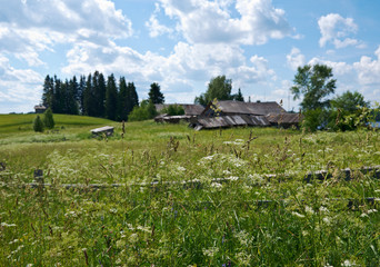 Fototapeta na wymiar Russian summer meadow