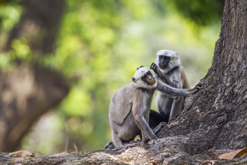 Hanuman Langur in Bardia national park, Nepal