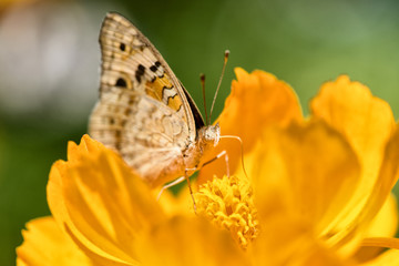 Butterfly on orange cosmos 