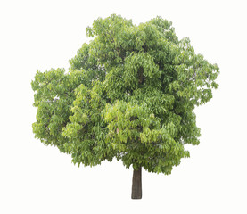 Fototapeta premium Tree isolated on a white background.