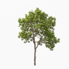 Tree isolated on a white background.