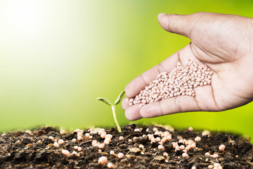 Seeding, Plant seed growing concept, Farmer hand giving fertilizer to young plant