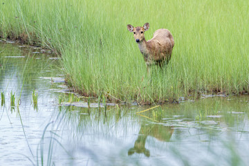 Hog Deer in Bardia national park, Nepal