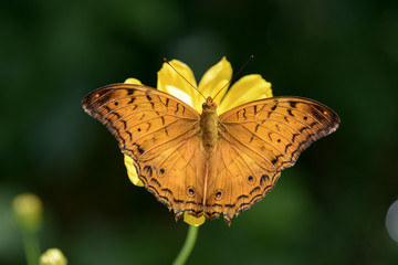  (Vindula dejone erotella) butterfly on a flower