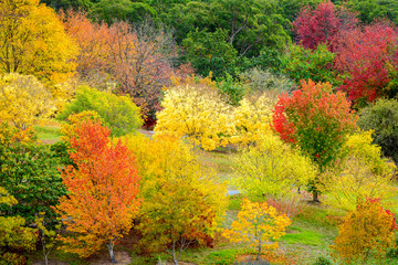 Colourful autumn trees