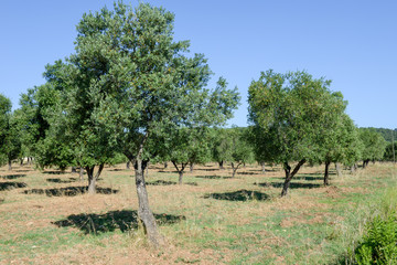 Olive trees on Puglia