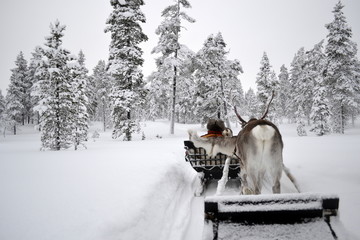 REINDEER TREK IN LAPPONIA © silvye