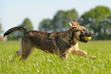 Deutscher Schäferhund