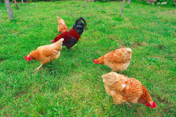 Chickens and rooster in grass