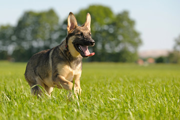 Deutscher Schäferhund