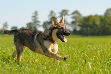 Deutscher Schäferhund