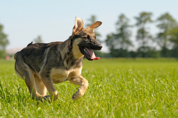 Deutscher Schäferhund
