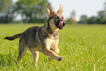 Deutscher Schäferhund