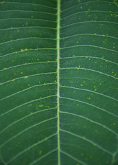 Close up green leaf texture/background.