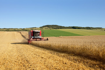 Obraz premium moisson en fine de journée