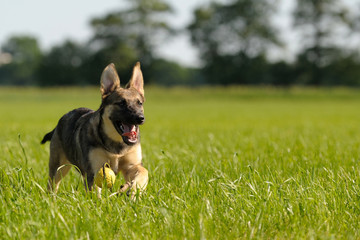 Deutscher Schäferhund