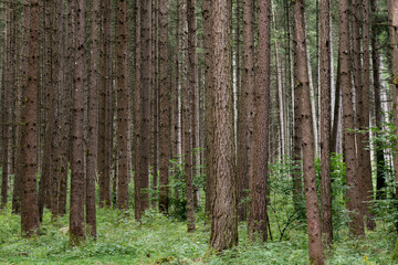 Bosco con alberi ad alto fusto