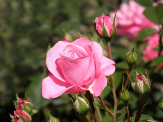 Rose Flower.