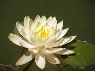 Water lily.