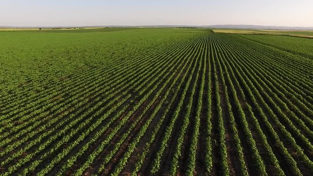 Green soybean field aerial footage