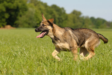 Deutscher Schäferhund
