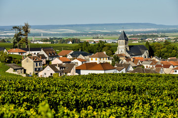 Fototapeta na wymiar Champagne vineyards Mancy in Marne department, France