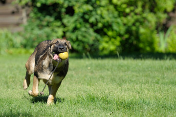 Deutscher Schäferhund