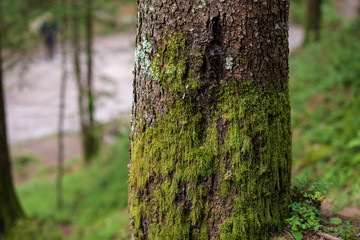 Tronco d’albero con muschio e licheni sulla corteccia 