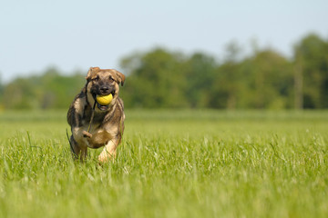 Deutscher Schäferhund