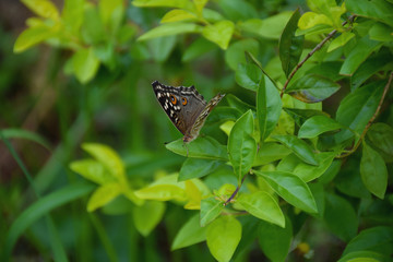 Obraz na płótnie Canvas Closeup butterfly on flower.