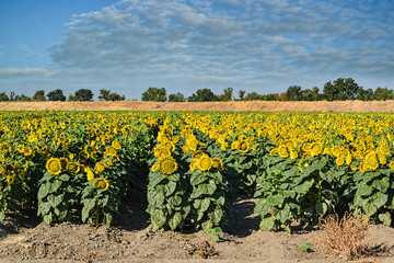 Fototapeta na wymiar Sunflowers harvest
