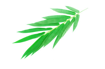 Closeup Bamboo leaf on white background