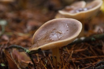 Setas Collybia butyracea en pinar mojada con gotas de lluvia